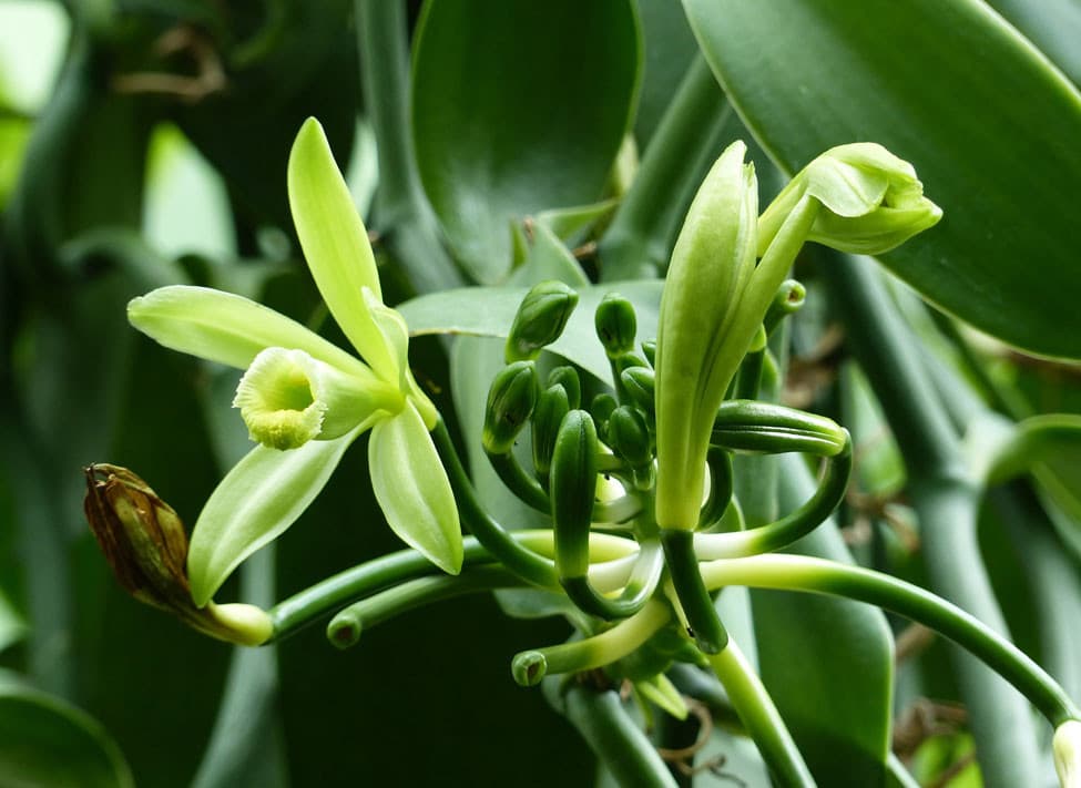 Produits de Madagascar